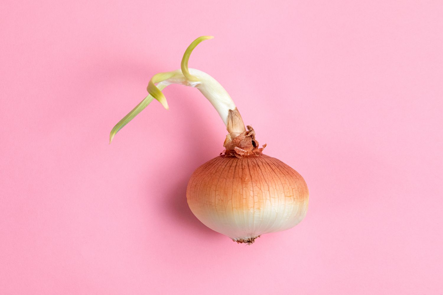 Can You Eat Sprouted Onions?